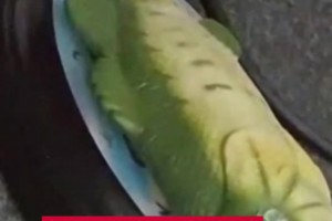 賽后一位記者送阿隆索一條魚，嘴里不停喊Hala馬德里